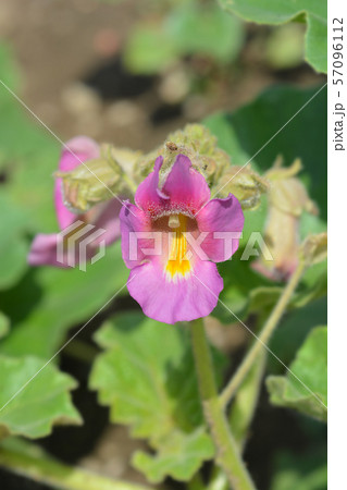 Common devils claw Common devils claw 57096112
