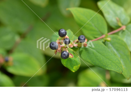 Shrubby St Johns Wort Shrubby St Johns Wort 57096113