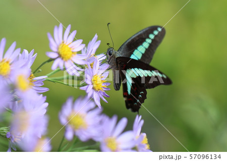 アオスジアゲハ アオスジアゲハ 57096134