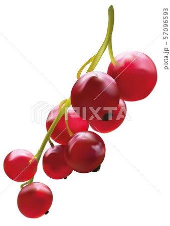 Red currant berries isolated on white background. Summer berries close up. Vitamins. Vector 57096593