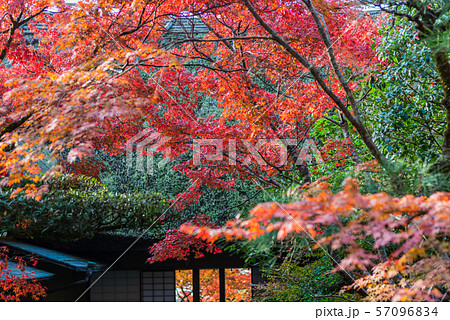 九年庵--庵の裏から 九年庵--庵の裏から 57096834