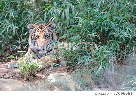 多摩動物公園 アムールトラの赤ちゃん 多摩動物公園 アムールトラの赤ちゃん 57096961