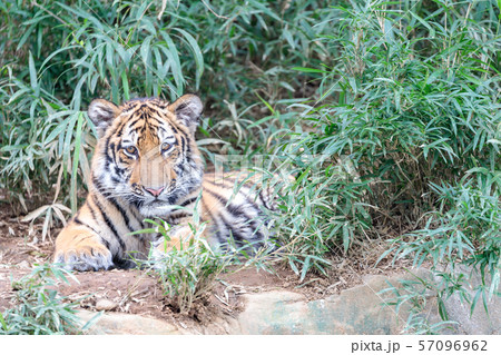 多摩動物公園 アムールトラの赤ちゃん 57096962