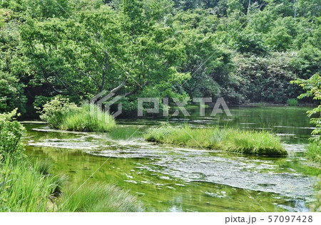 秋田県　シラタマノキ湿原　泥炭地　貴重な自然遺産 57097428