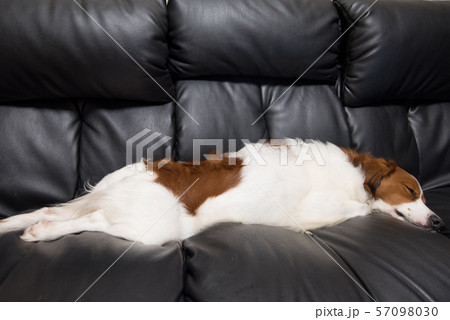 ソファでうつ伏せになる犬 ソファでうつ伏せになる犬 57098030
