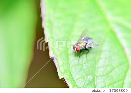 キンバエ類 57098309