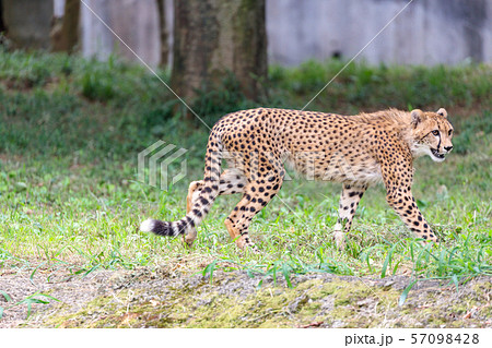チーターの子ども,多摩動物公園 チーターの子ども,多摩動物公園 57098428