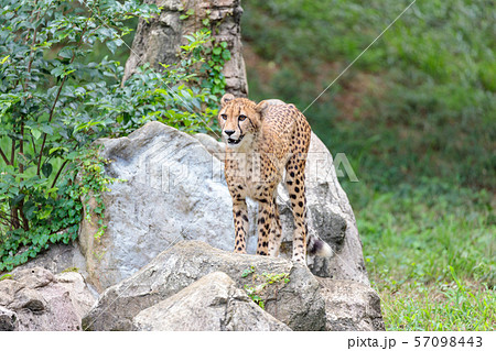 チーターの子ども,多摩動物公園 チーターの子ども,多摩動物公園 57098443