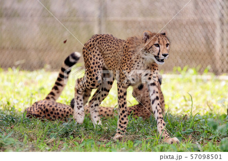 チーターの子ども,多摩動物公園 チーターの子ども,多摩動物公園 57098501