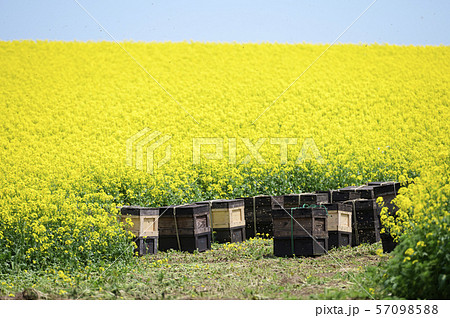 養蜂（蜂の巣箱と菜の花） 57098588