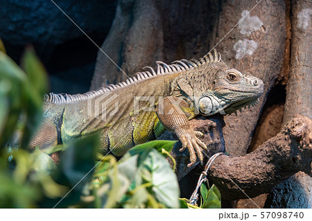 グリーンイグアナ 57098740