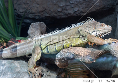 グリーンイグアナ グリーンイグアナ 57098746