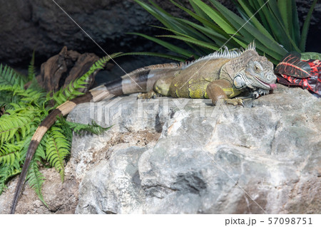 グリーンイグアナ 57098751