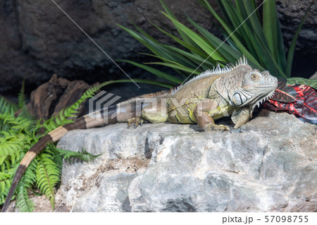 グリーンイグアナ 57098755