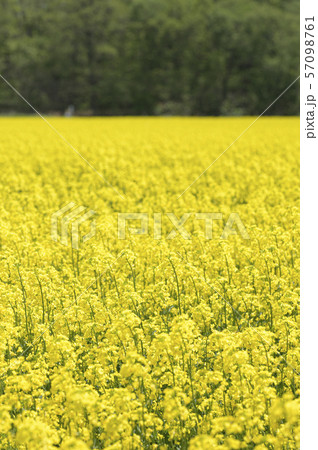 菜の花（北海道 安平） 57098761