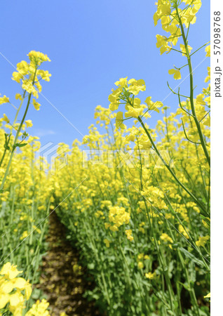 菜の花と青空(北海道 安平) 菜の花と青空(北海道 安平) 57098768