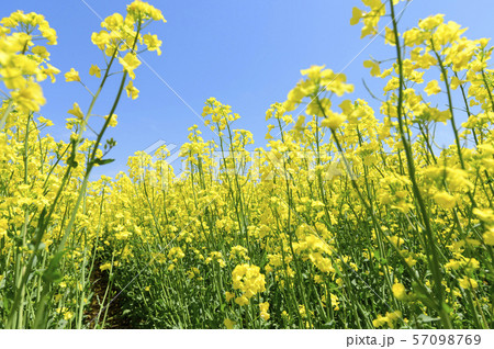 菜の花と青空(北海道 安平) 菜の花と青空(北海道 安平) 57098769