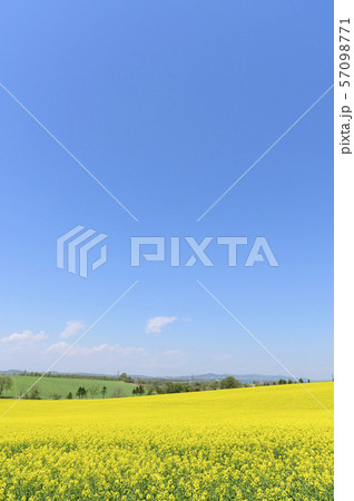 一面の菜の花と青空（北海道 安平） 57098771