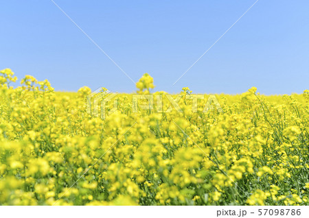 一面の菜の花と青空（北海道 安平） 57098786