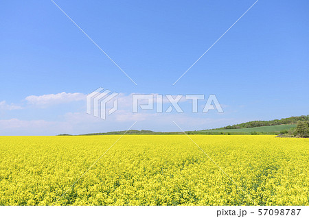 一面の菜の花と青空(北海道 安平) 一面の菜の花と青空(北海道 安平) 57098787