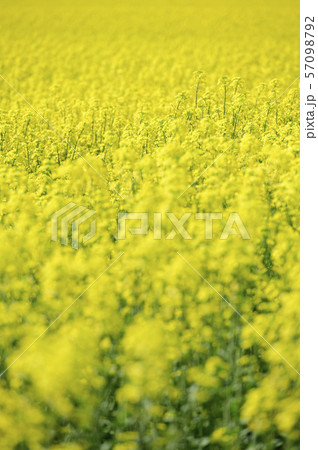 菜の花(北海道 安平) 菜の花(北海道 安平) 57098792