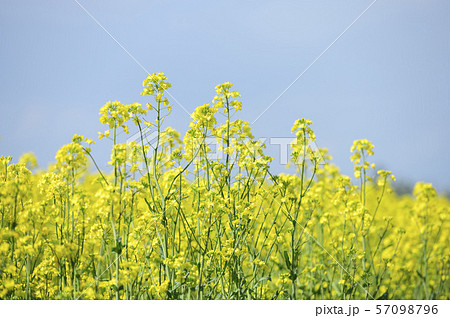 菜の花と青空（北海道 安平） 57098796