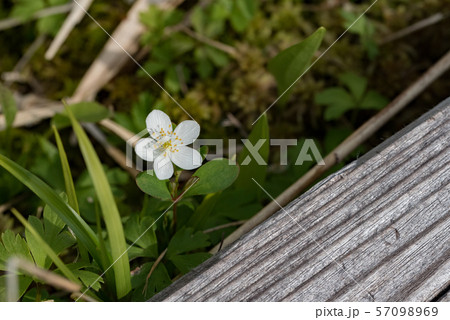 サンリンソウ サンリンソウ 57098969