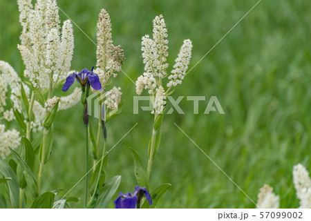 ヒオウギアヤメとコバイケイソウ 57099002