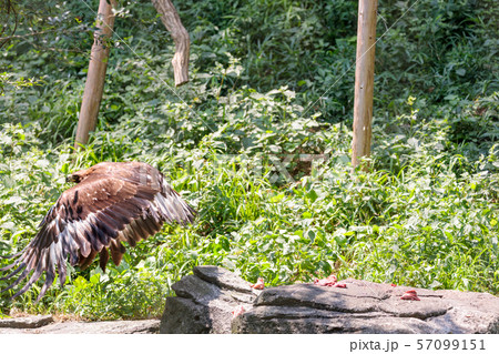 多摩動物公園のオジロワシ (White-tailed eagle) 57099151