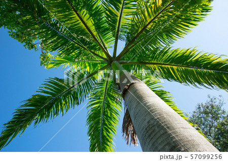 ヤシの木 ヤシの木 57099256