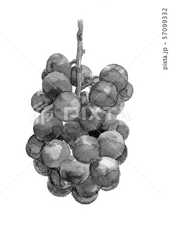 ぶどう ブドウ 巨峰 水彩 モノトーンのイラスト素材 57099332 Pixta