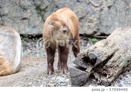 ゴールデンターキンの赤ちゃん 多摩動物公園 ゴールデンターキンの赤ちゃん 多摩動物公園 57099490