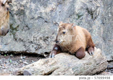 ゴールデンターキンの赤ちゃん 多摩動物公園 57099498