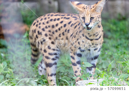 多摩動物公園 サーバル 57099651