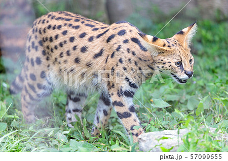 多摩動物公園 サーバル 多摩動物公園 サーバル 57099655