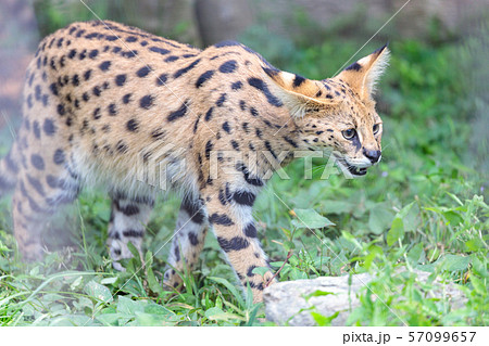 多摩動物公園 サーバル 57099657