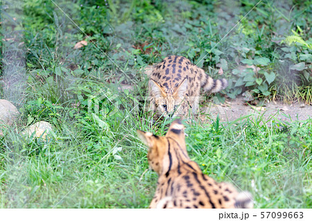 多摩動物公園 サーバル 多摩動物公園 サーバル 57099663