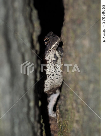 木の割れ目から周囲を覗うカエル 57099668