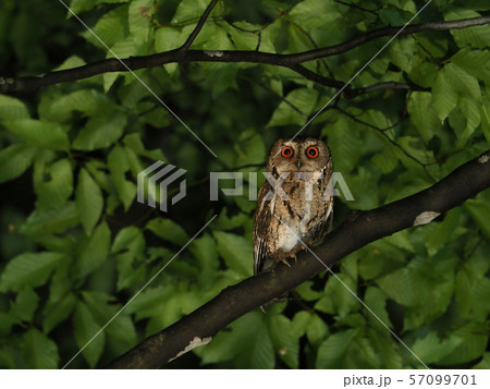 オオコノハズク 57099701