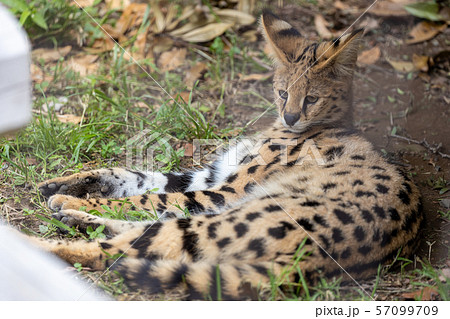 多摩動物公園 サーバル 多摩動物公園 サーバル 57099709
