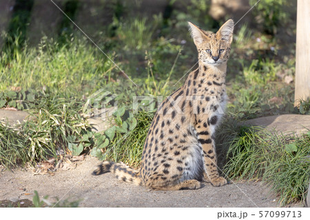 多摩動物公園 サーバル 多摩動物公園 サーバル 57099713