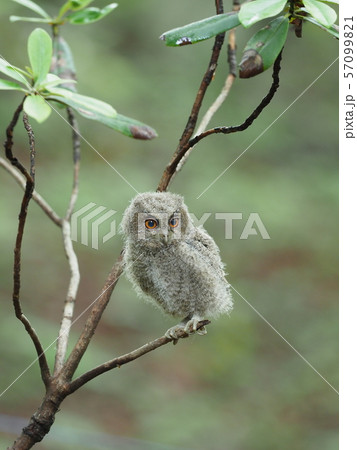 オオコノハズク雛 オオコノハズク雛 57099821