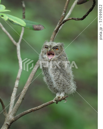オオコノハズク雛 オオコノハズク雛 57099822