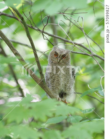 オオコノハズク雛 57099827
