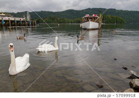 Swimming Swans, Pier and Boat in Lake on Bowness-on-Windermere, UK Swimming Swans, Pier and Boat in Lake on Bowness-on-Windermere, UK 57099918