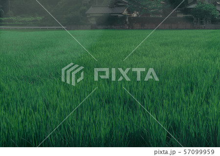 田んぼと稲 田んぼと稲 57099959