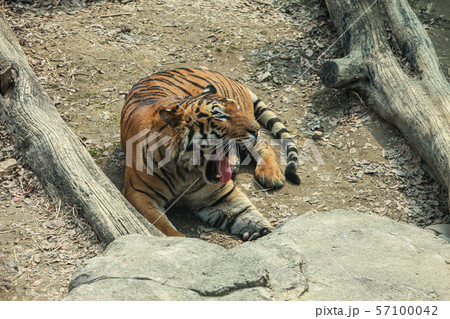 写真 背景 動物 57100042