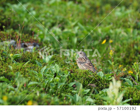 イワヒバリ 57100192