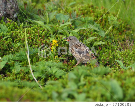 イワヒバリ 57100205