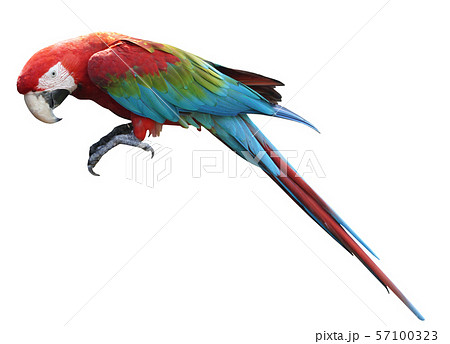 Macaws bird isolated on white background. 57100323